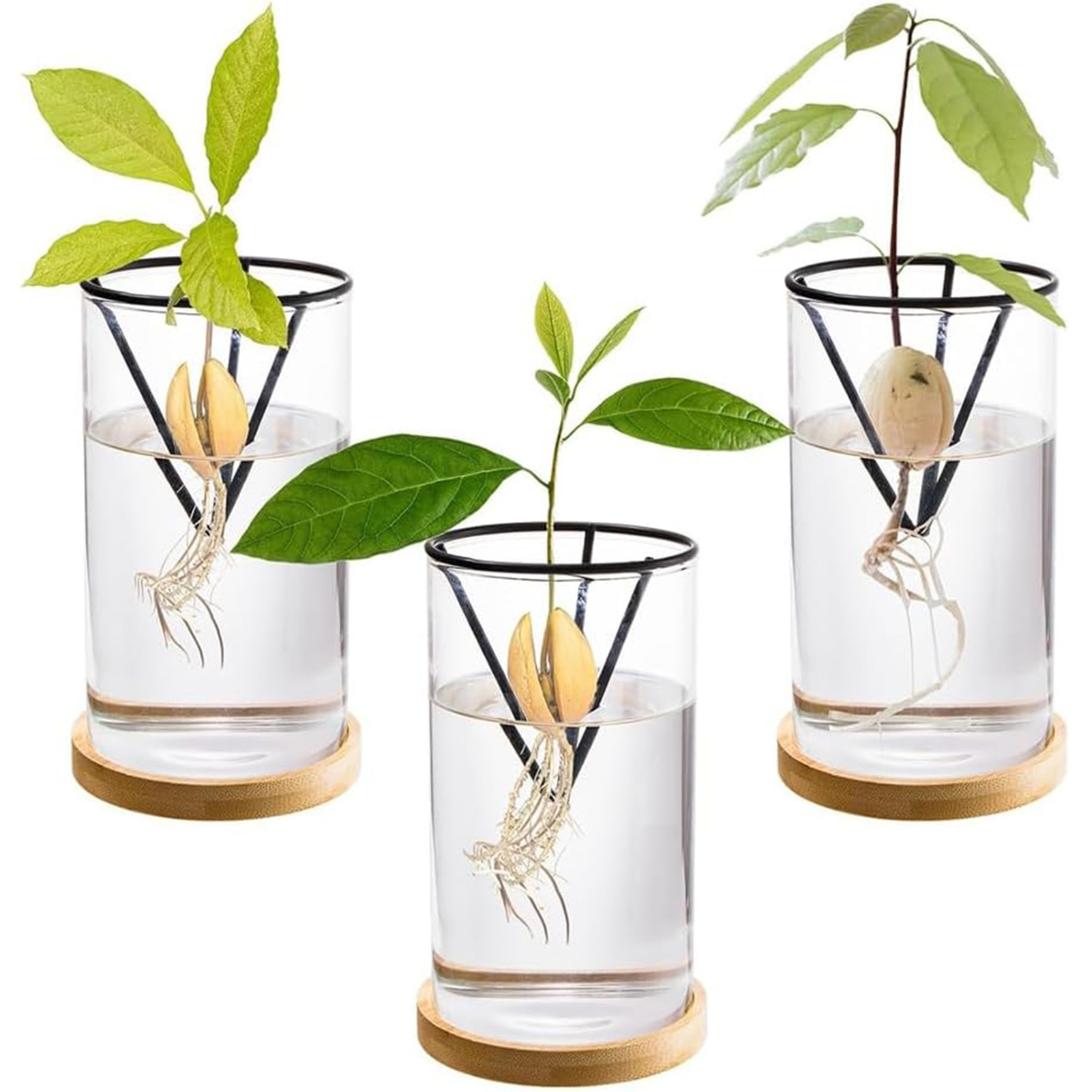 Crystal Growing Kit - 1Set Avocado Tree Growing Kits Hydroponic