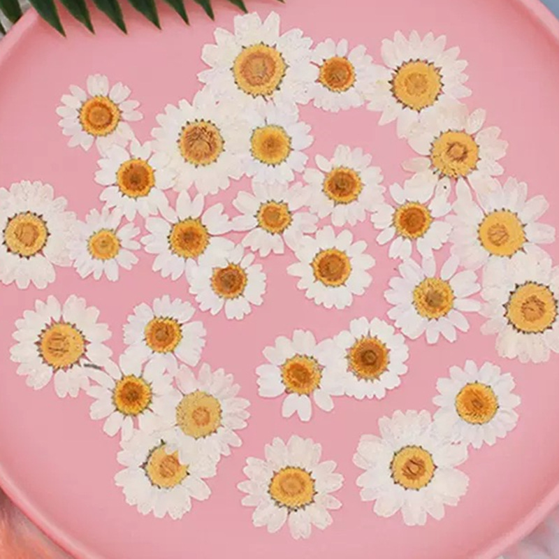 Crystal Growing Kit - 100Pcs Natural White Crystal Chrysanthemum Daisy