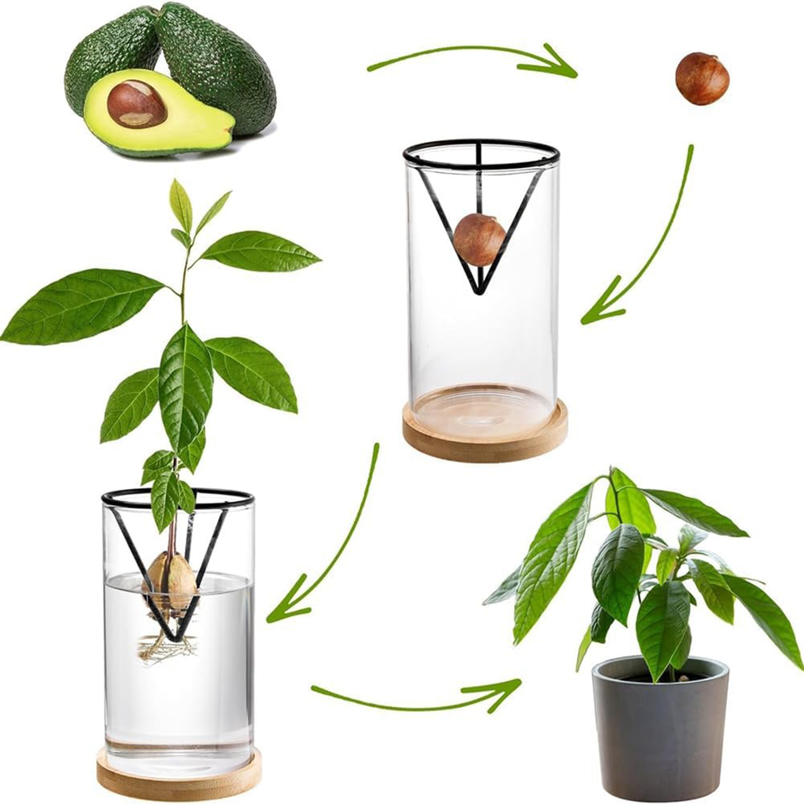 1Set Avocado Tree Growing Kits - Crystal Growing Kit review and price